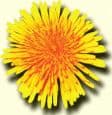 Dandeloin Radio logo